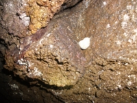 Grotta Scannato
